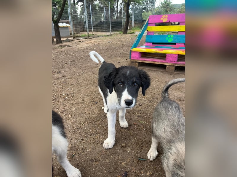 Hundewelpe Esco - liebevoller Abenteurer