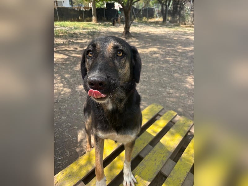 Wunderschöne Pepita sucht ein Zuhause