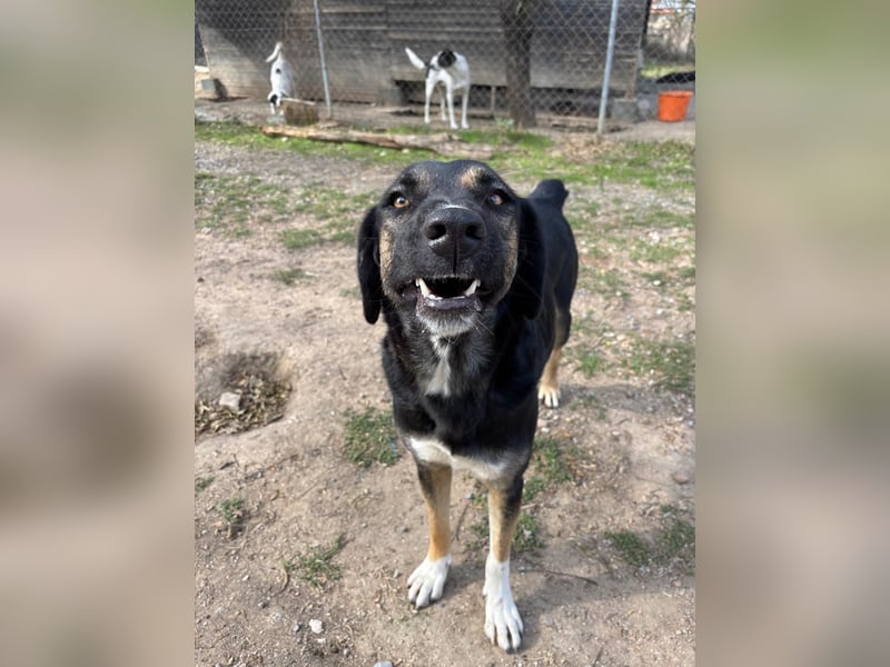 Pepita - Traumhündin sucht ihr Zuhause