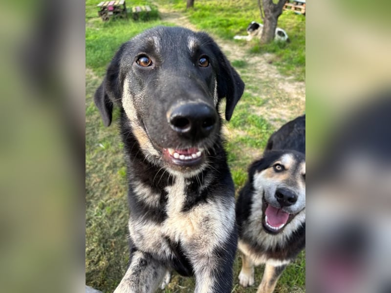 Neugierige Junghündin Millie möchte die Welt entdecken