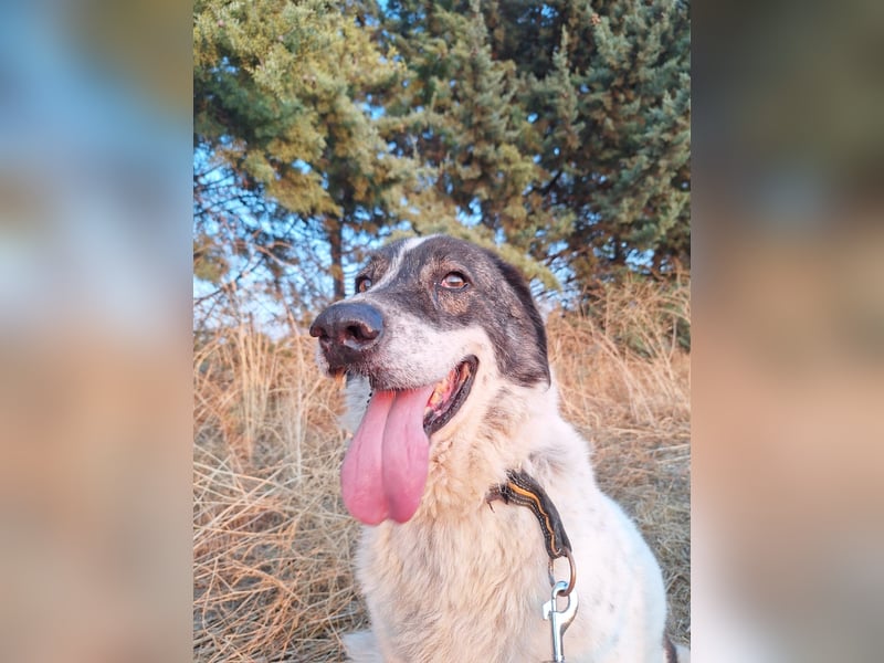 Treuer Hundesenior Tim