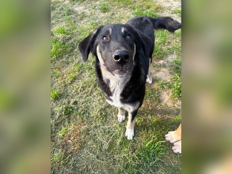 Neugierige Junghündin Millie möchte die Welt entdecken