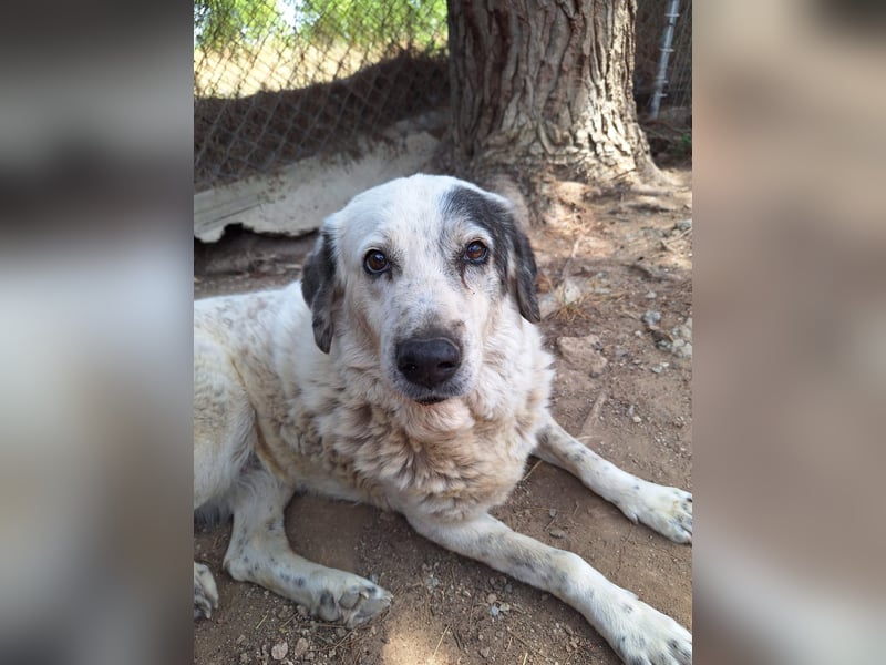 Katia- Senior-Hund sucht endlich Sicherheit und Liebe