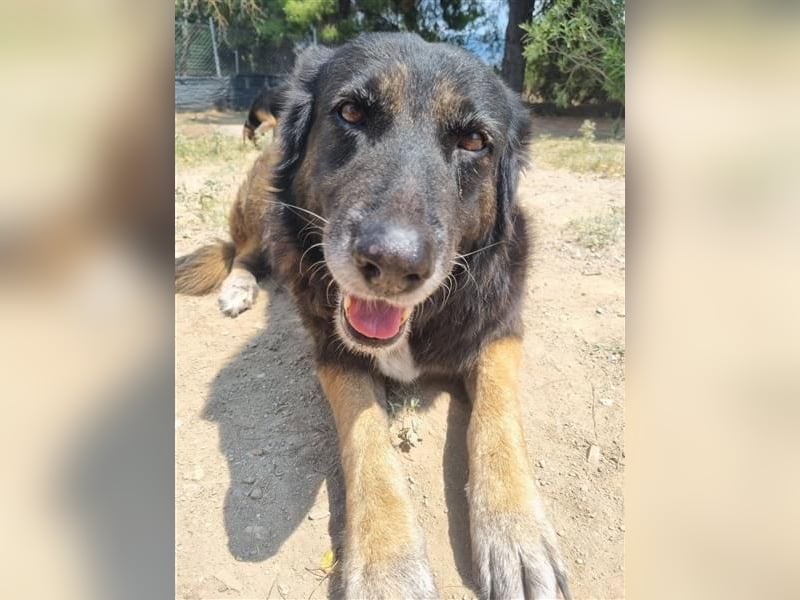 Liebevolle Senioren-Hündin Funny