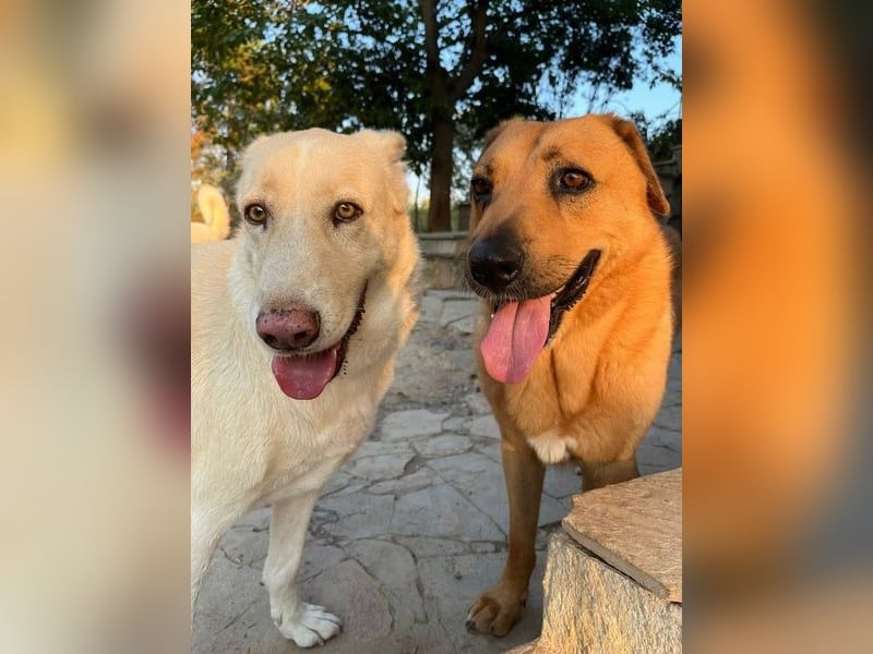 Zeus - tapferer Rüde sucht sein Für-immer-Zuhause