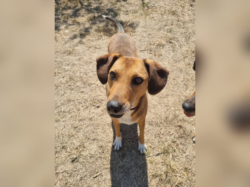Sanfte Hündin Sandy sucht dich!