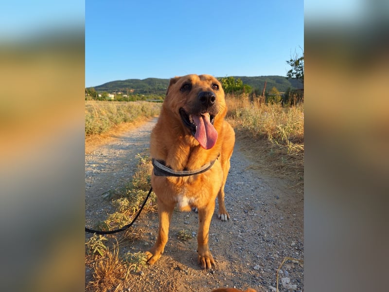 Zeus: Tapferer Rüde sucht sein Für-immer-Zuhause