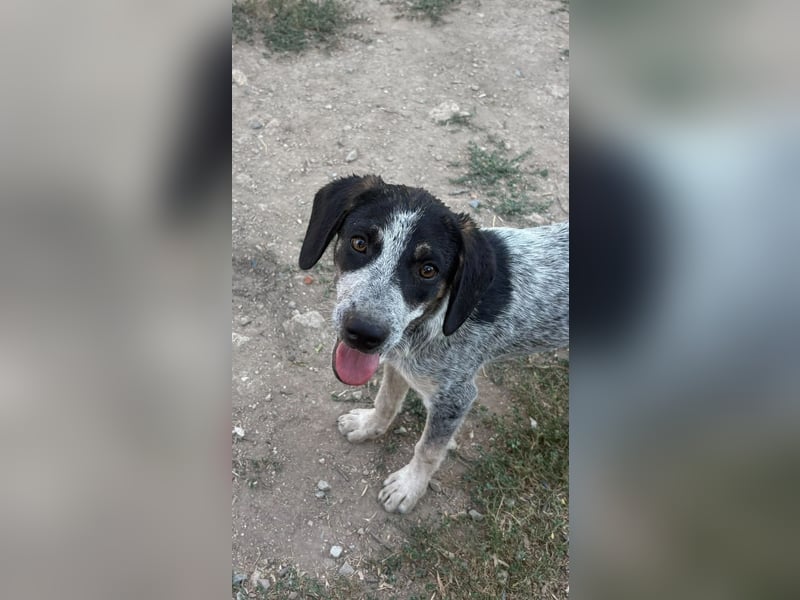 Dot: Bezauberndes Welpenmädchen