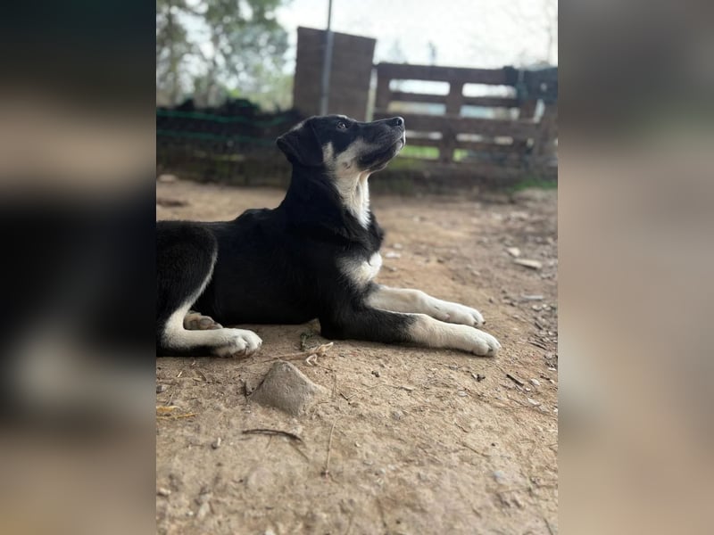 Ruhige Junghündin Poppy sucht liebevolles Zuhause