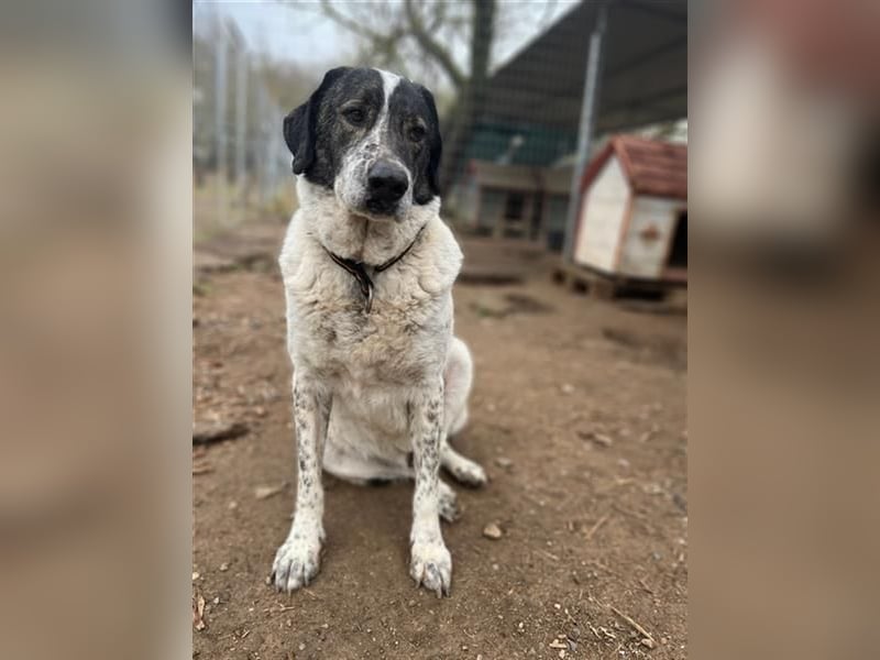 Treuer Hundesenior Tim