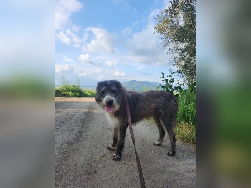 Pierro: Ein ganz besonderer Hund