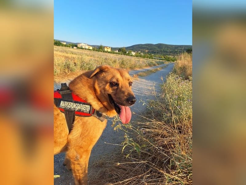 Zeus - tapferer Rüde sucht sein Für-immer-Zuhause