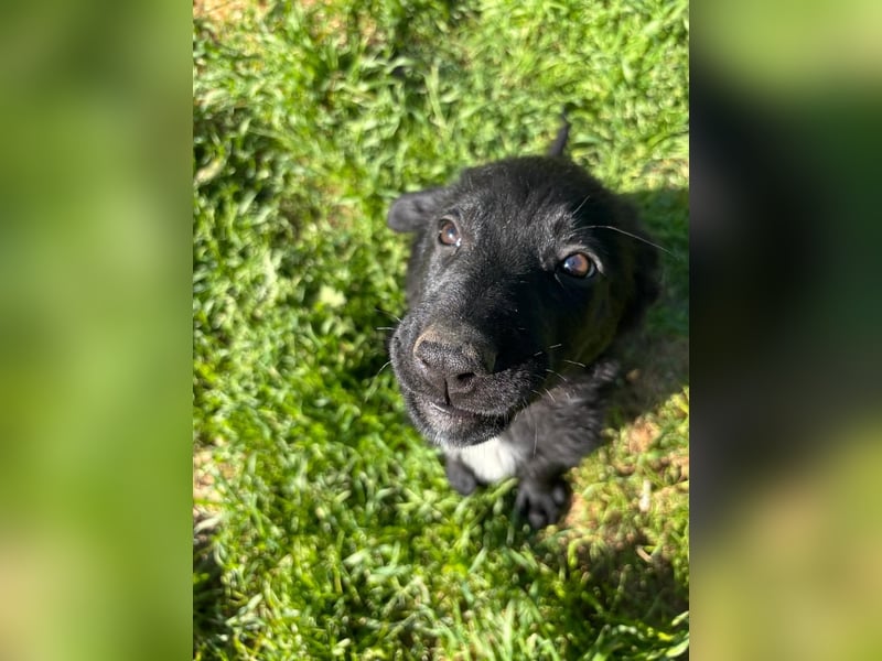 Verspielter Welpenjunge Vino sucht liebevolles Zuhause