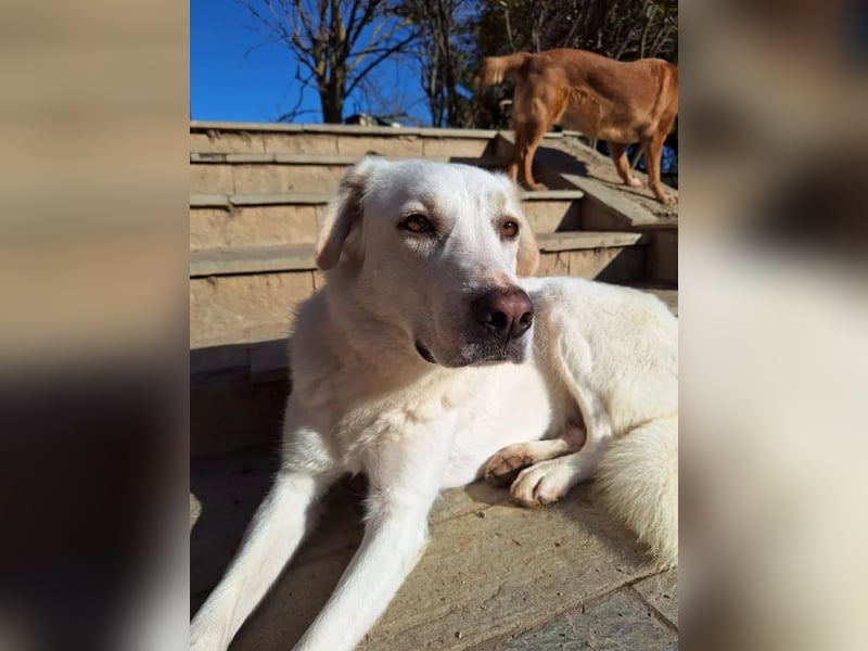 Chloe - mutige Hündin sucht ihre Menschen