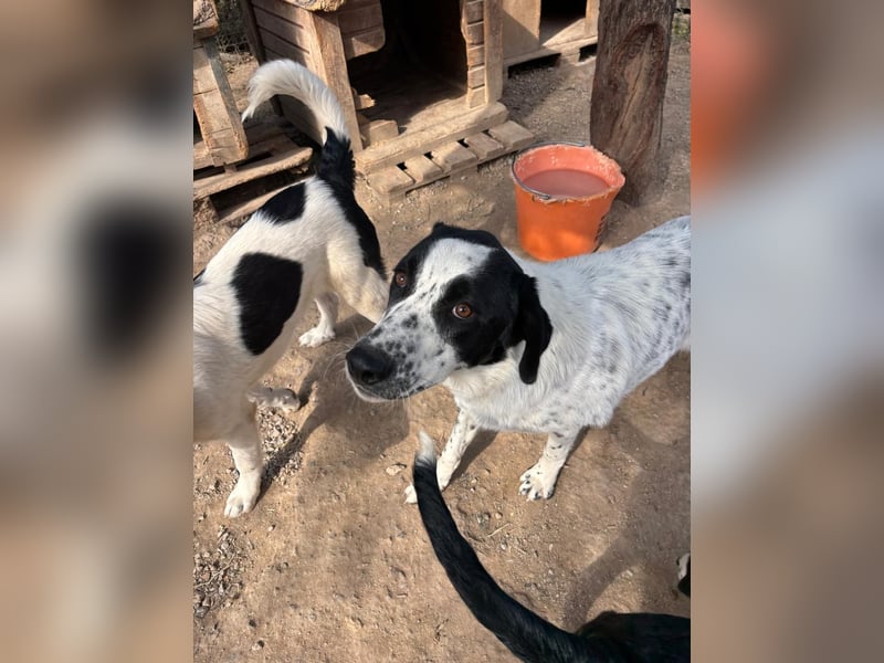 Apollo - sensibler Junghund möchte endlich ankommen