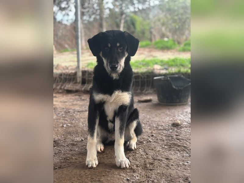 Ruhige Junghündin Poppy sucht liebevolles Zuhause