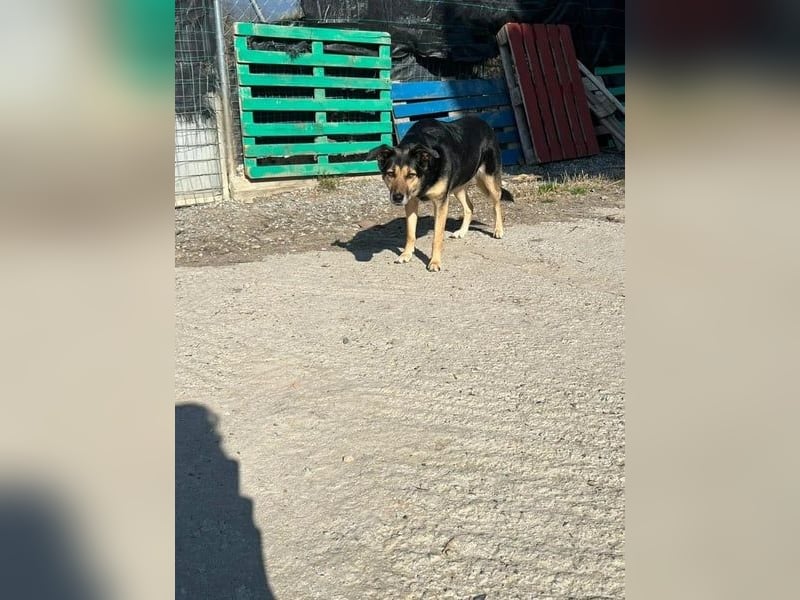 Nala - eine sanfte Hündin, die Schritt für Schritt Vertrauen fasst