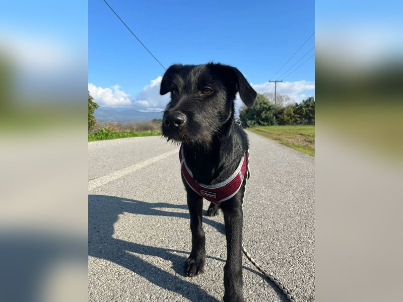 Zuckersüßer Welpe Jiji sucht sein Zuhause