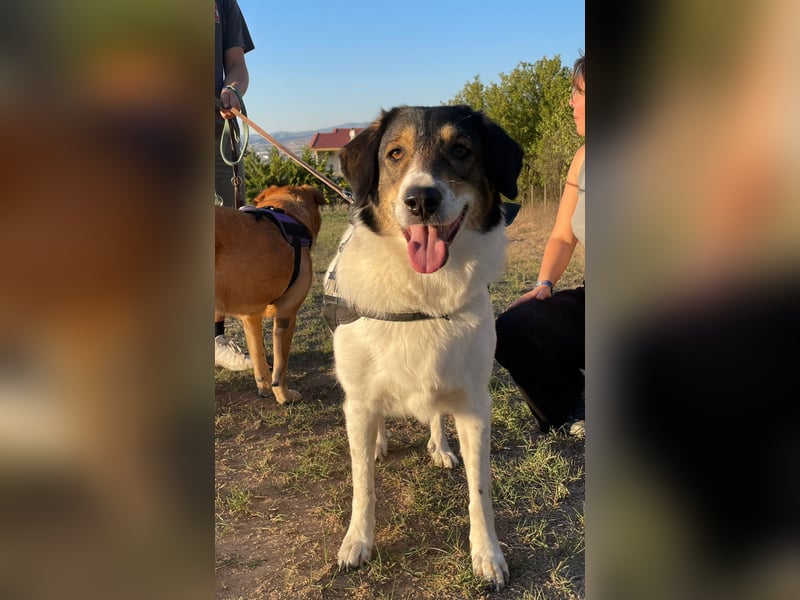 Piper - tolle Hündin sucht Für-Immer-Zuhause