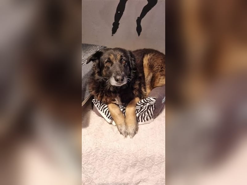 Liebevolle Hunde-Omi Funny