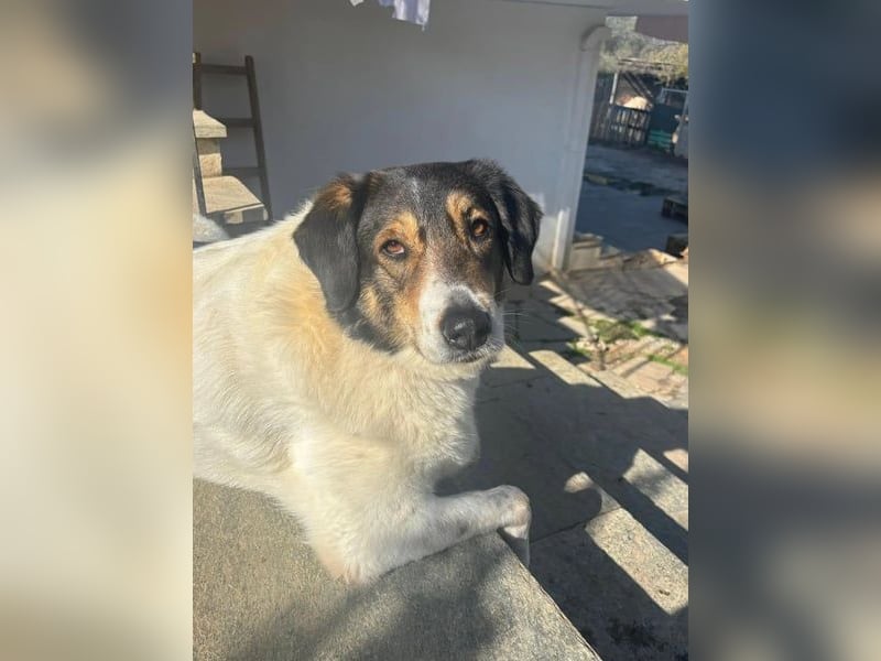 Tolle Hündin Piper sucht Für-Immer Zuhause