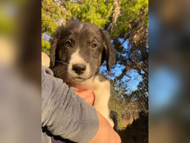 Hundewelpe Esco - liebevoller Abenteurer