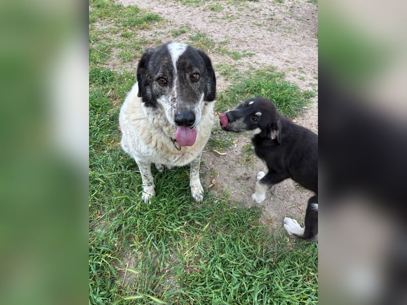 Treuer Hundesenior Tim