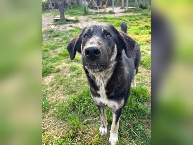 Neugierige Junghündin Millie möchte die Welt entdecken