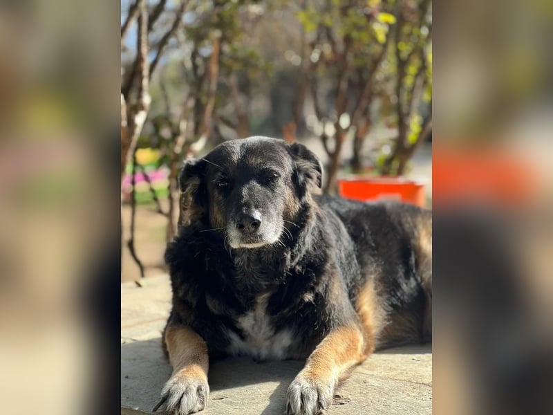 Liebevolle Hunde-Omi Funny