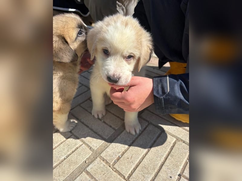 Hiro - liebevoller Welpe sucht sein Zuhause