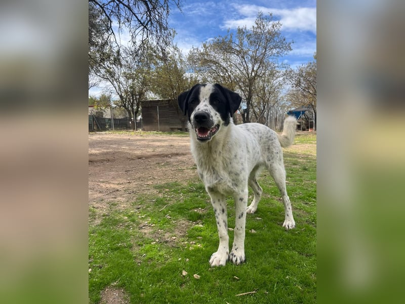 Apollo - sensibler Junghund möchte endlich ankommen