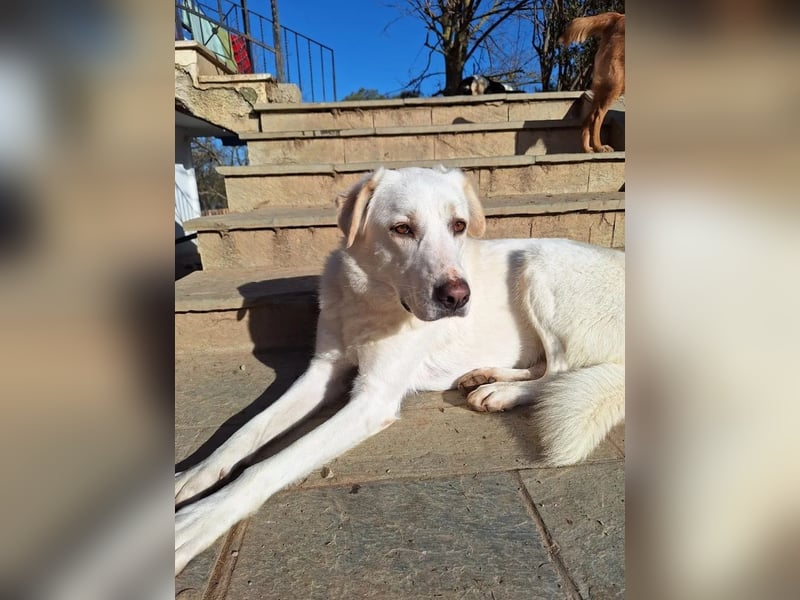 Chloe - mutige Hündin sucht ihre Menschen