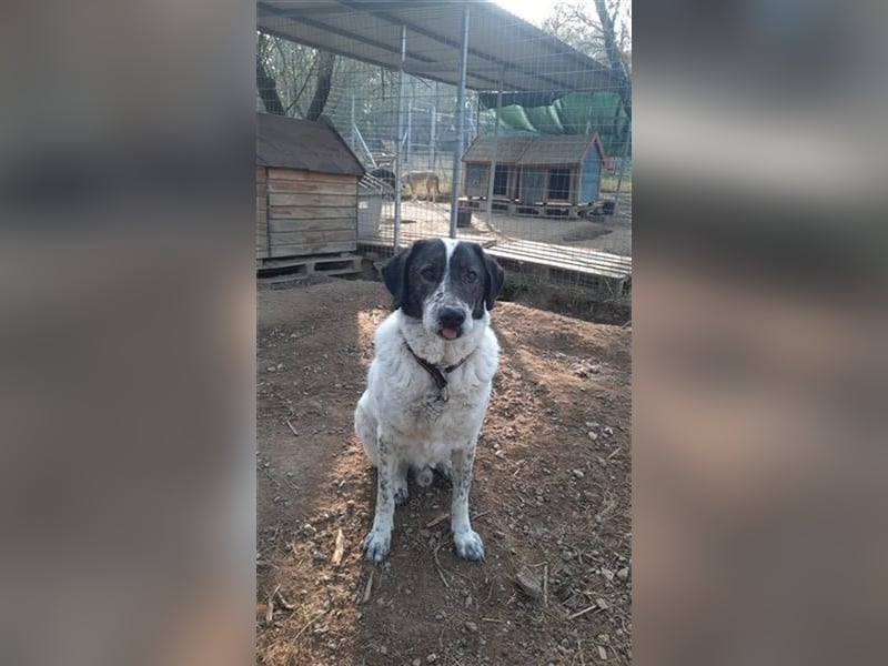 Treuer Hundesenior Tim