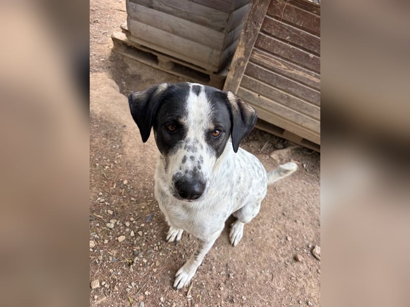 Toller Familienhund Adam sucht seine Familie