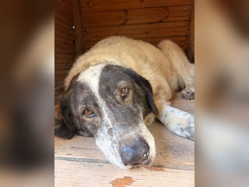 Treuer Hundesenior Tim