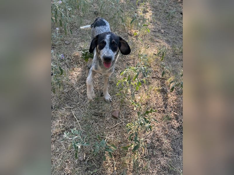 Dot: Bezauberndes Welpenmädchen