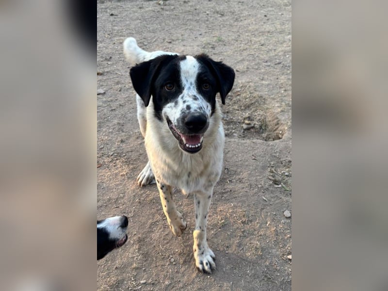 Apollo - sensibler Junghund möchte endlich ankommen