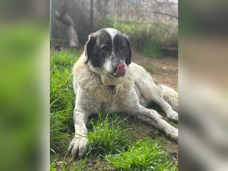 Treuer Hundesenior Tim