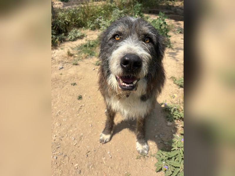 Pierro: Ein ganz besonderer Hund