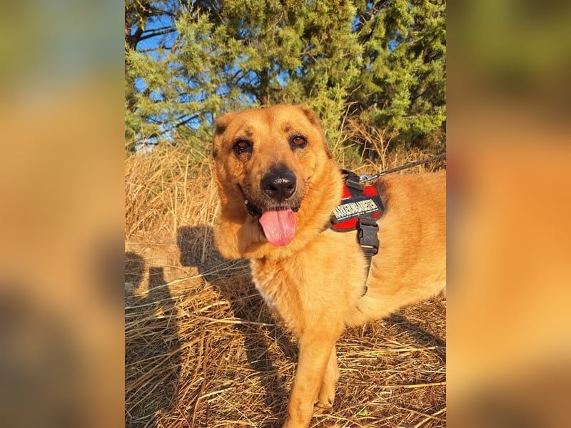 Zeus - tapferer Rüde sucht sein Für-immer-Zuhause