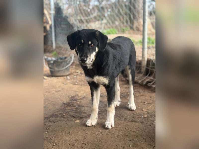 Zuckersüße Poppy sucht liebevolles Zuhause