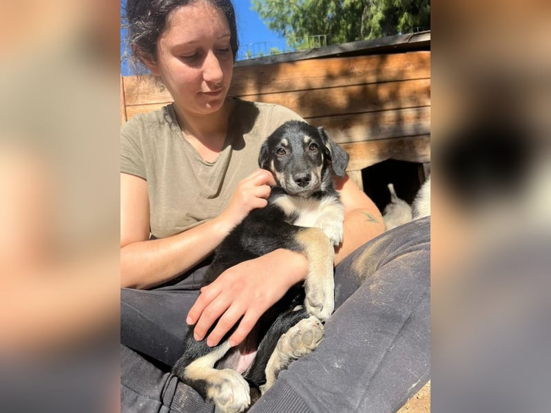 Zuckersüße Poppy sucht liebevolles Zuhause