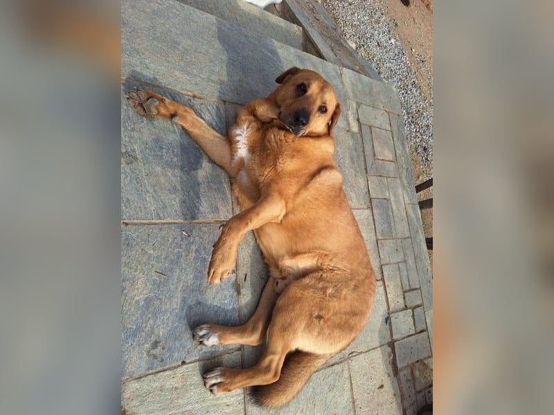 Zeus - tapferer Rüde sucht sein Für-immer-Zuhause