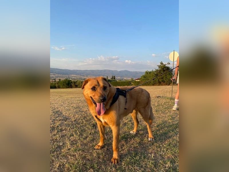 Zeus - tapferer Rüde sucht sein Für-immer-Zuhause