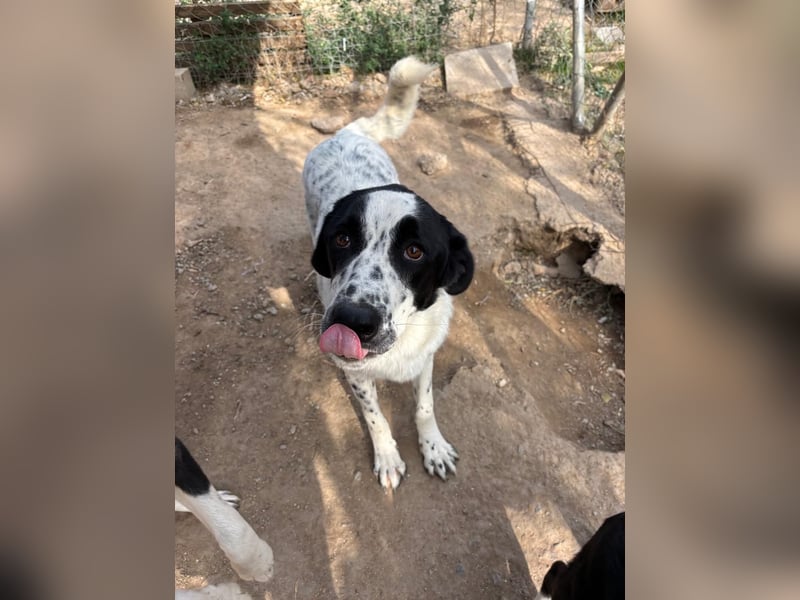 Apollo - sensibler Junghund möchte endlich ankommen