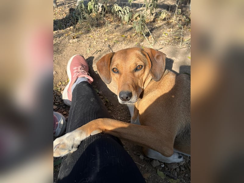 Sanfte Hündin Sandy sucht dich!