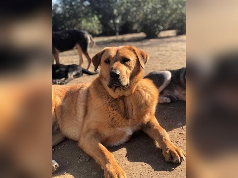 Zeus - tapferer Rüde sucht sein Für-immer-Zuhause