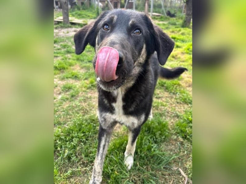 Neugierige Junghündin Millie möchte die Welt entdecken