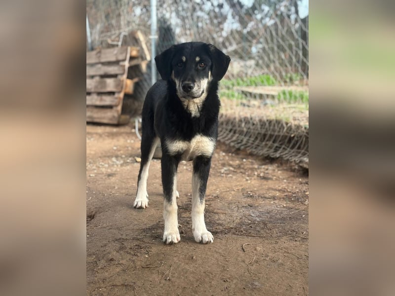 Zuckersüße Poppy sucht liebevolles Zuhause