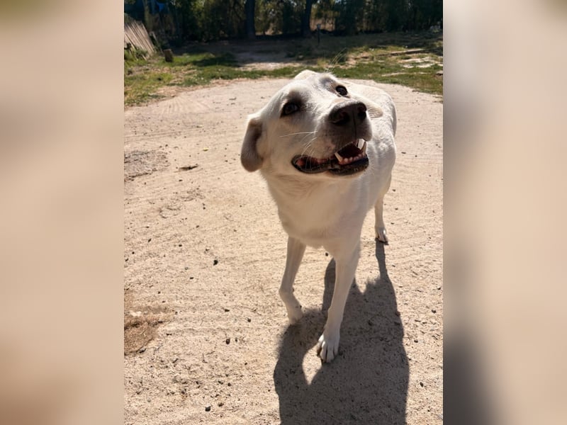 Chloe - mutige Hündin sucht ihre Menschen